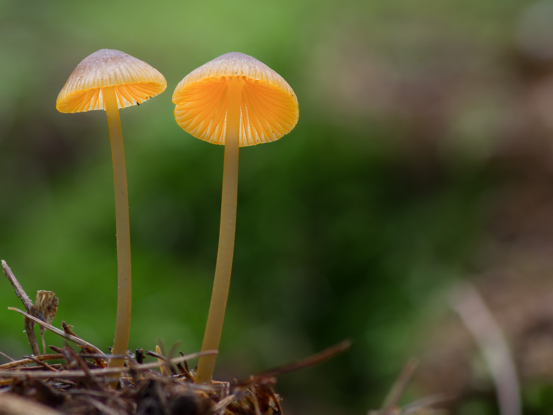 Mycena aurantiomarginata